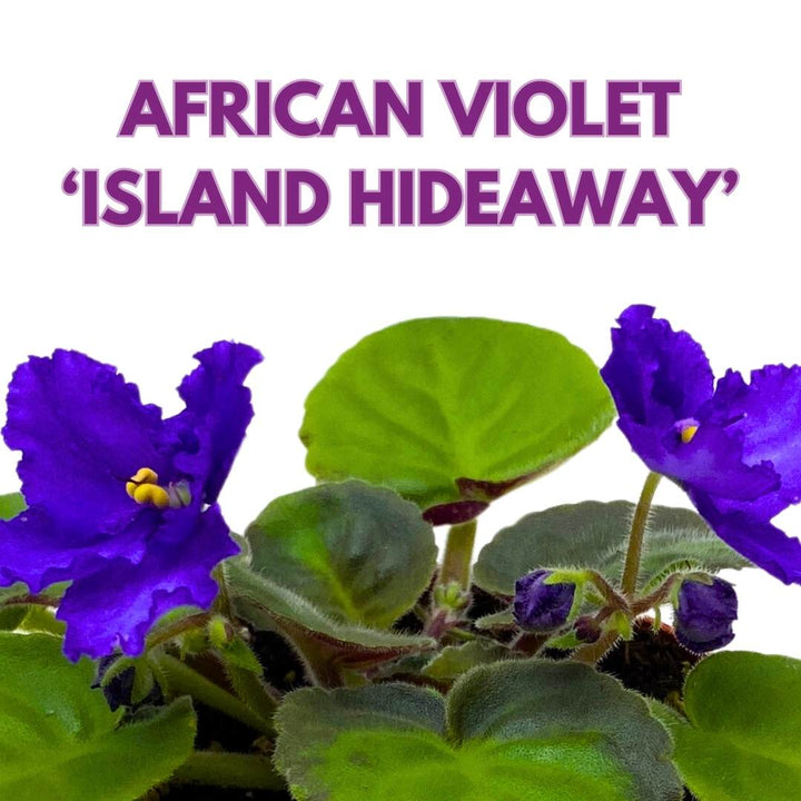 African Violet Island Hideaway 4 inch Gesneriad