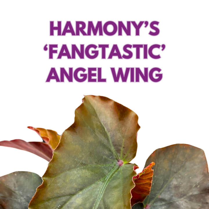 Harmony's Fangtastic Angel Wing Cane Begonia 4 inch