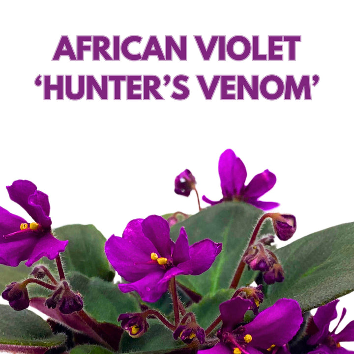 Hunter's Venom African Violet Saintpaulia 4 inch