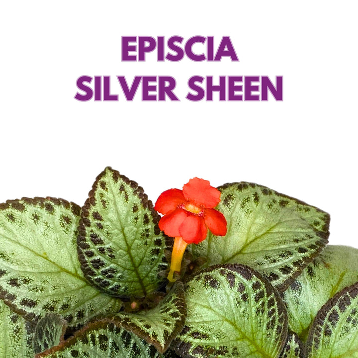 Episcia Silver Sheen Flame Violet 6 inch