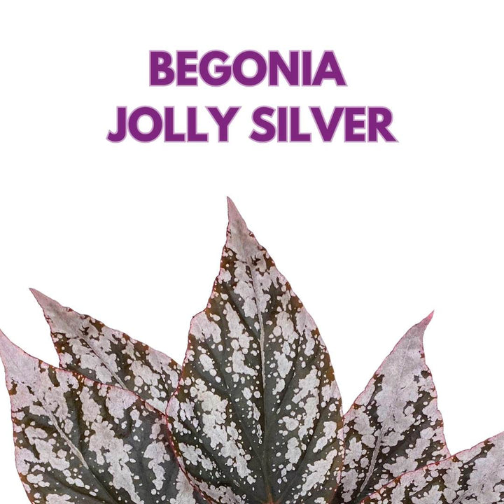 Begonia Rex Jolly Silver in a 4 inch Pot Shrubby Polkadot White Splash