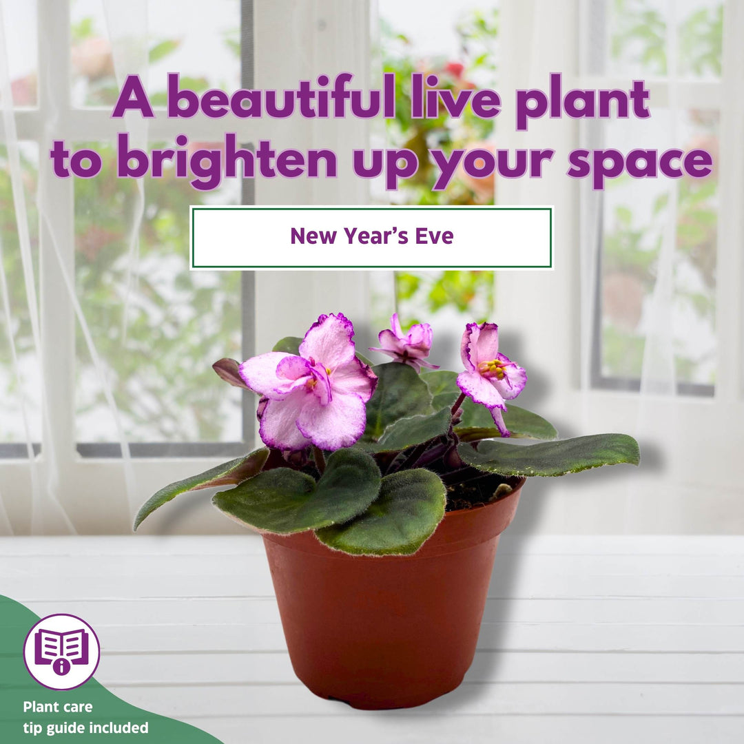 New Year's Eve African Violet Saintpaulia 4 inch