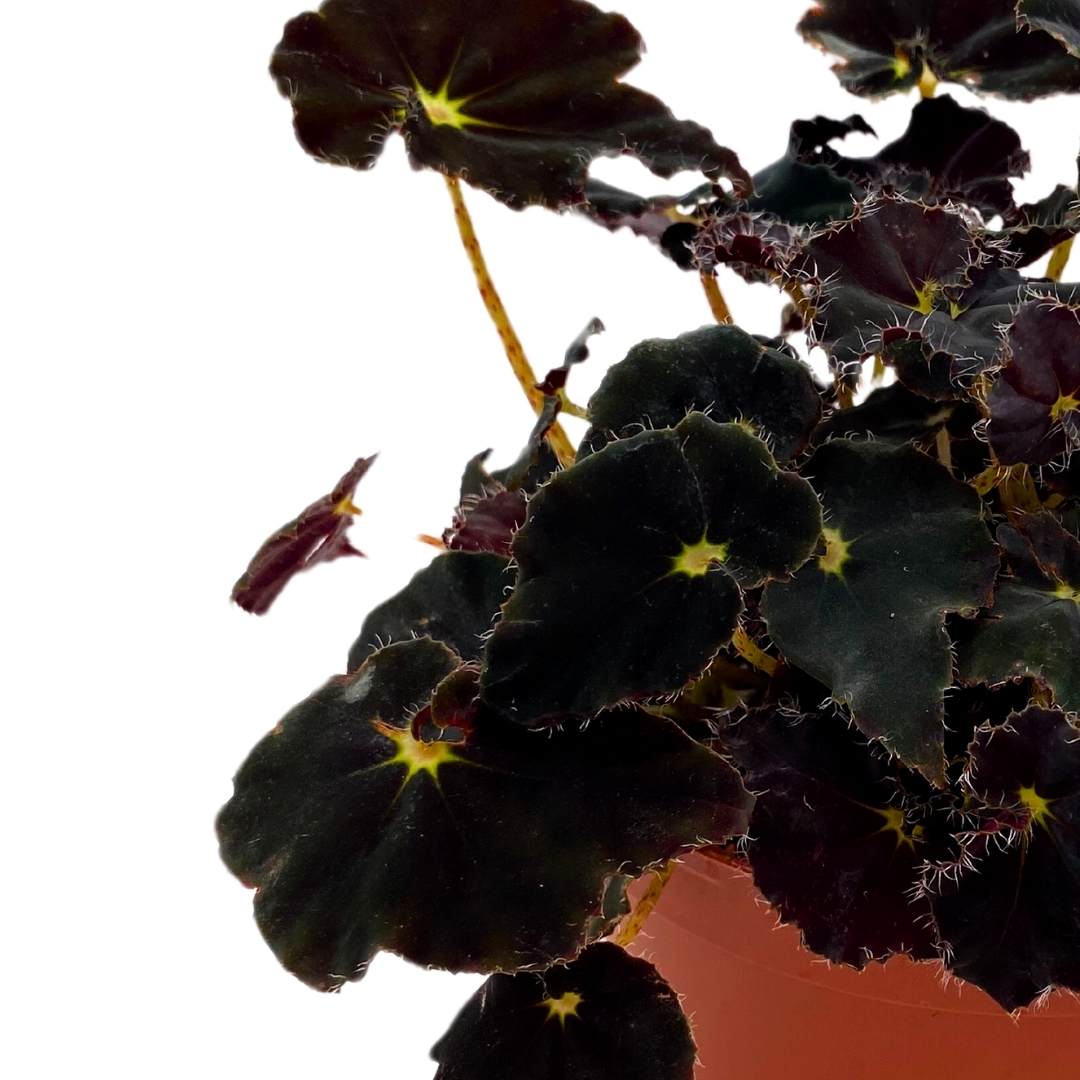 Begonia Dark Mambo Rhizomatous Rhizo in a 6 inch Black Round Leaves