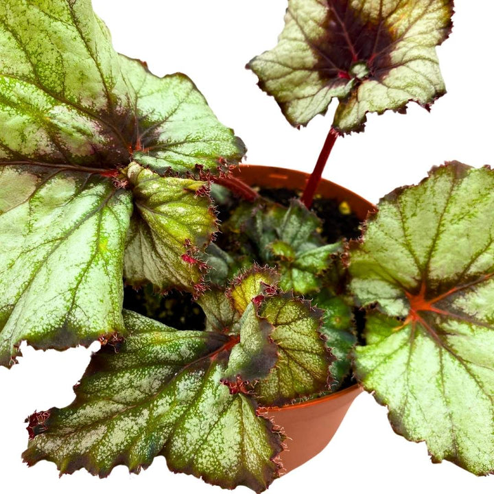 Begonia Rex Harmony's Star Light 6 inch Gray Spiral