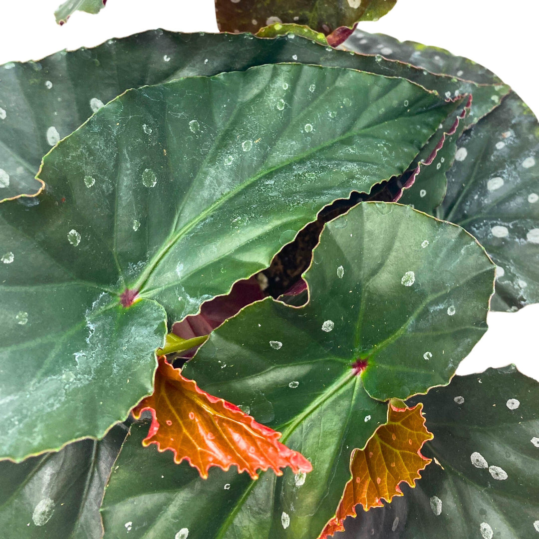 Harmony's Dark Side of the Moon Angel Wing Begonia 6 inch