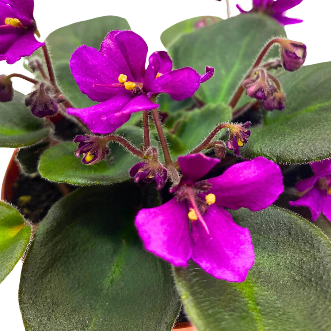 Hunter's Venom African Violet Saintpaulia 4 inch