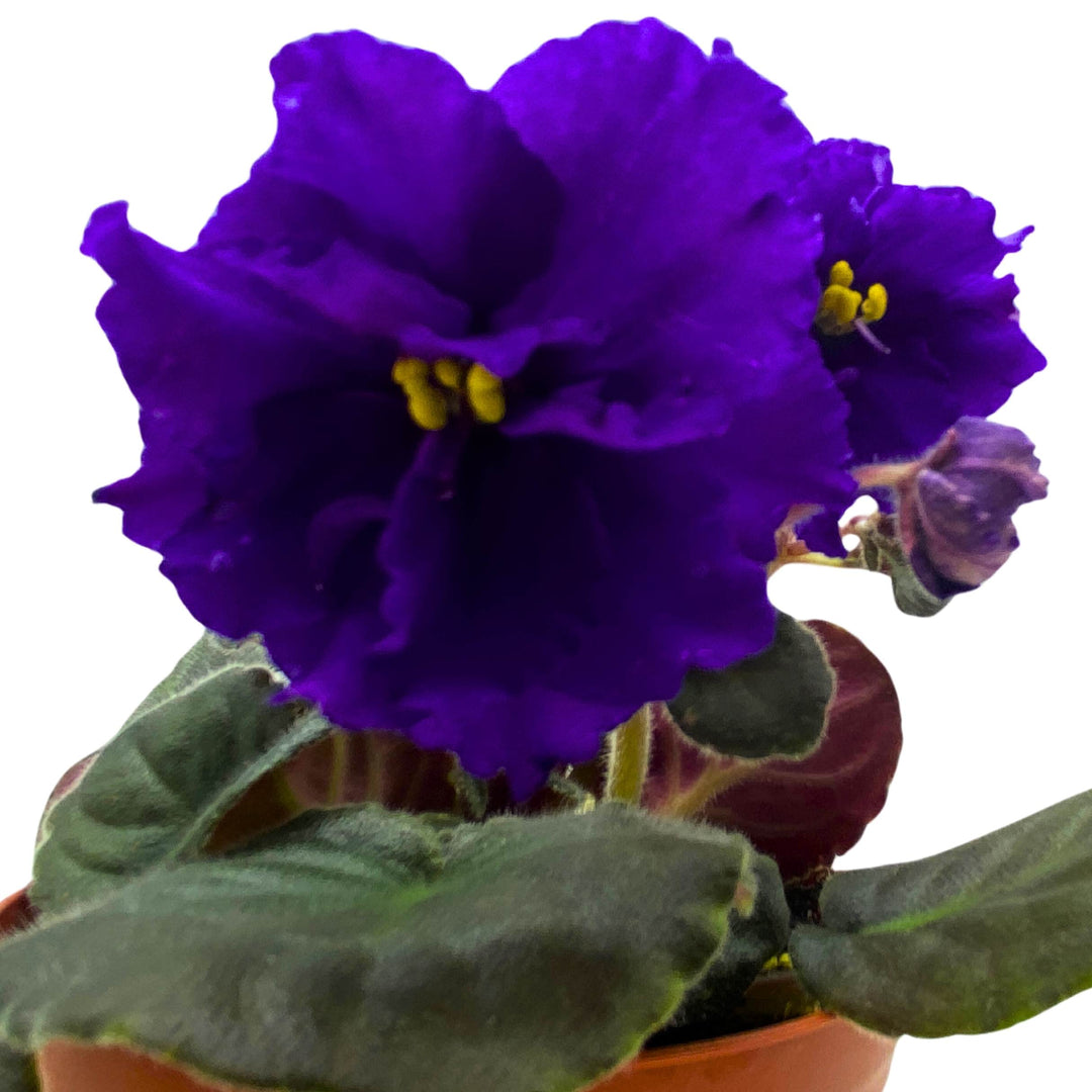 Festival on Ice African Violet Saintpaulia 4 inch