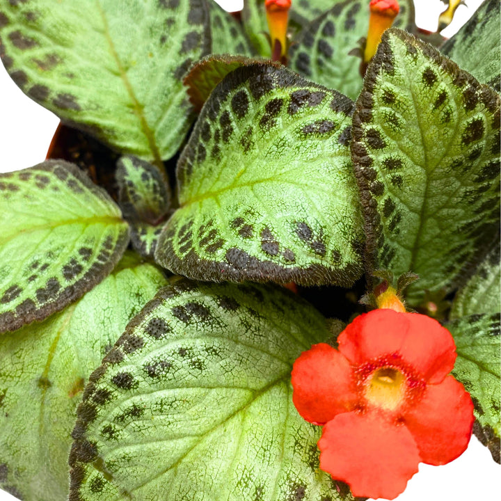 Episcia Silver Sheen Flame Violet 6 inch