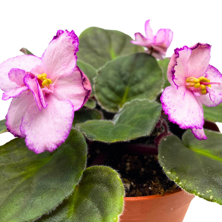 New Year's Eve African Violet Saintpaulia 4 inch