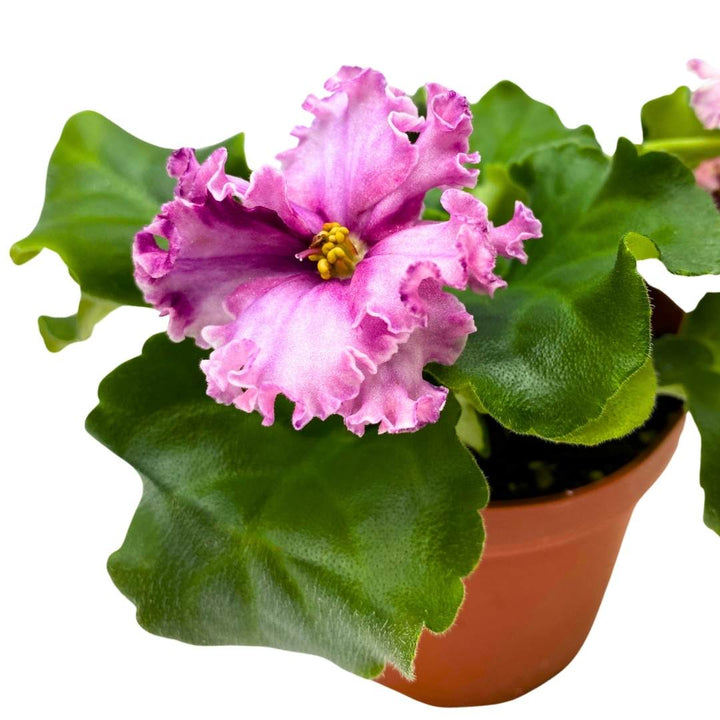 African Violet Sport Dark Wine 4 inch