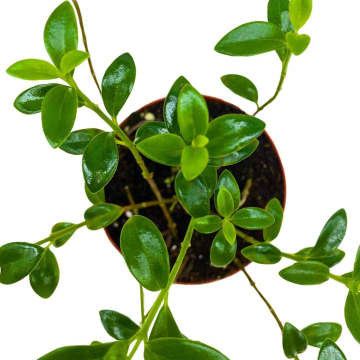 Columnea Nematanthus California Gold Cheerios in a 4 inch Pot