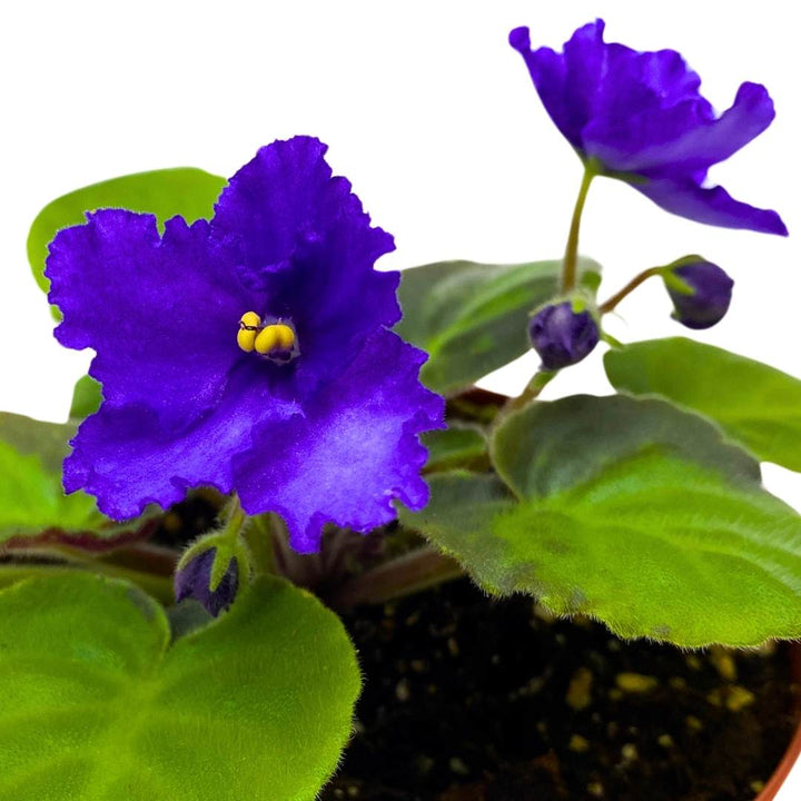 African Violet Island Hideaway 4 inch Gesneriad