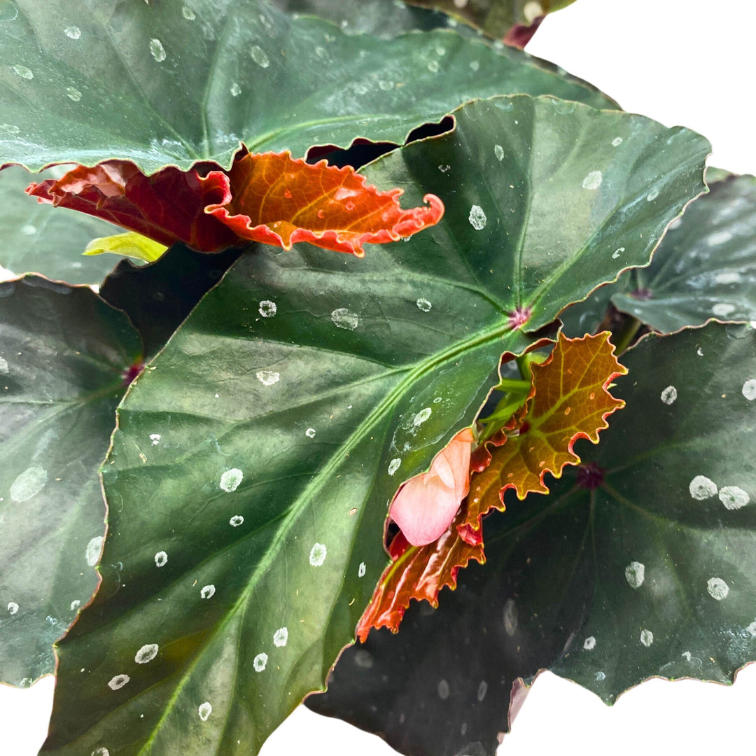 Harmony's Dark Side of the Moon Angel Wing Begonia 6 inch