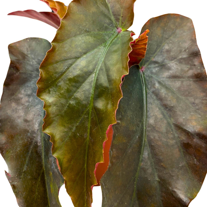 Harmony's Fangtastic Angel Wing Cane Begonia 4 inch