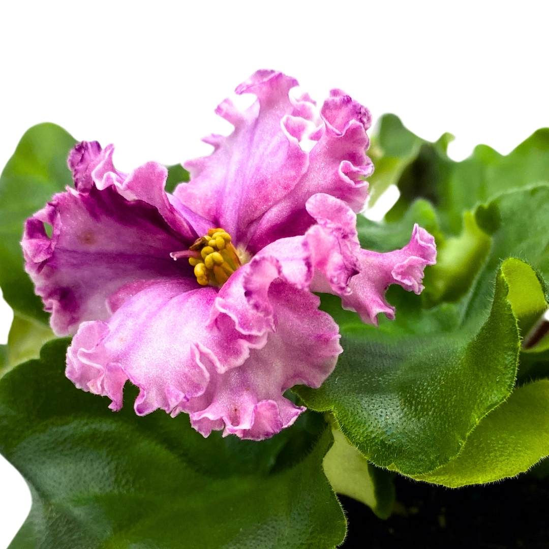 African Violet Sport Dark Wine 4 inch