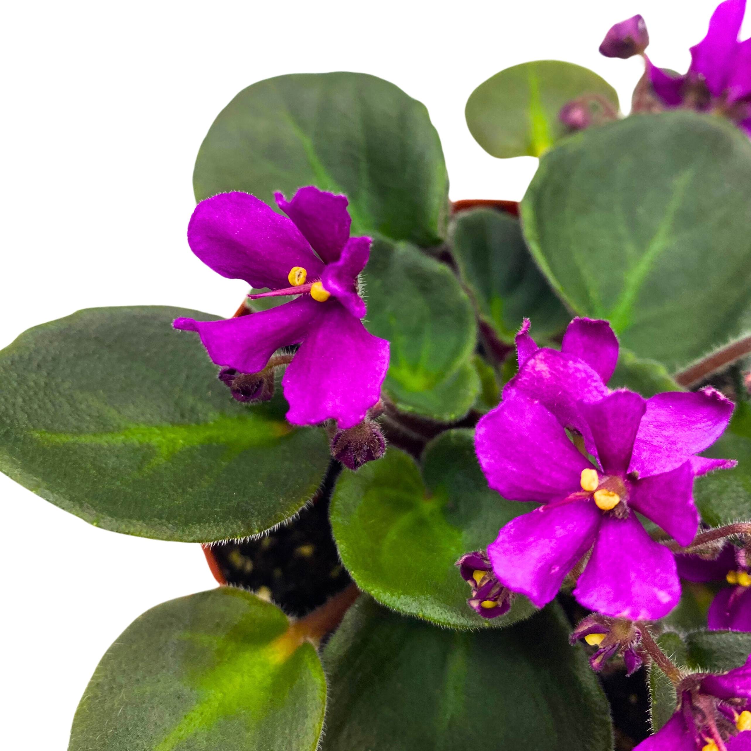 Hunter's Venom African Violet Saintpaulia 4 inch – Harmony Foliage