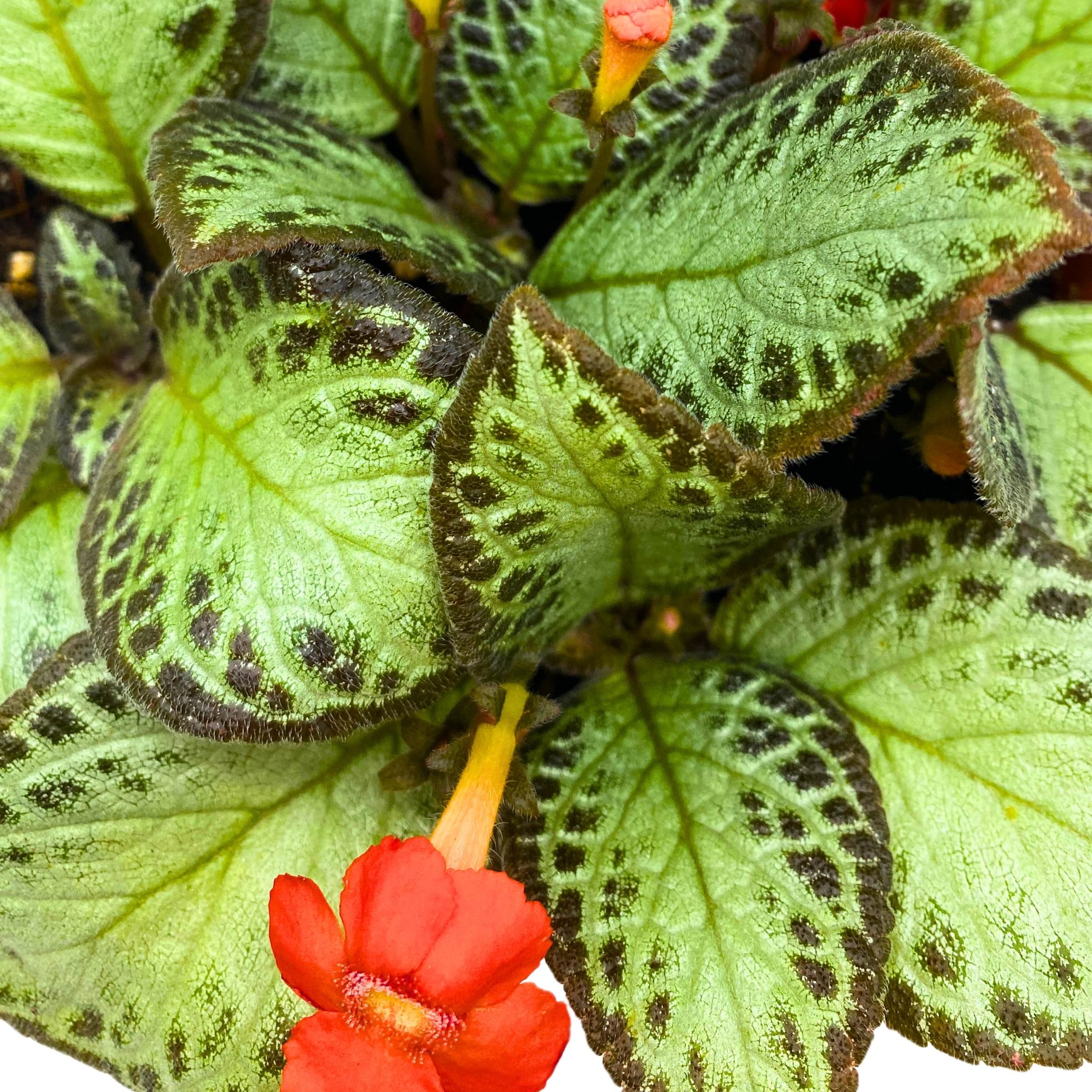 Episcia Silver Sheen Flame Violet 6 inch – Harmony Foliage