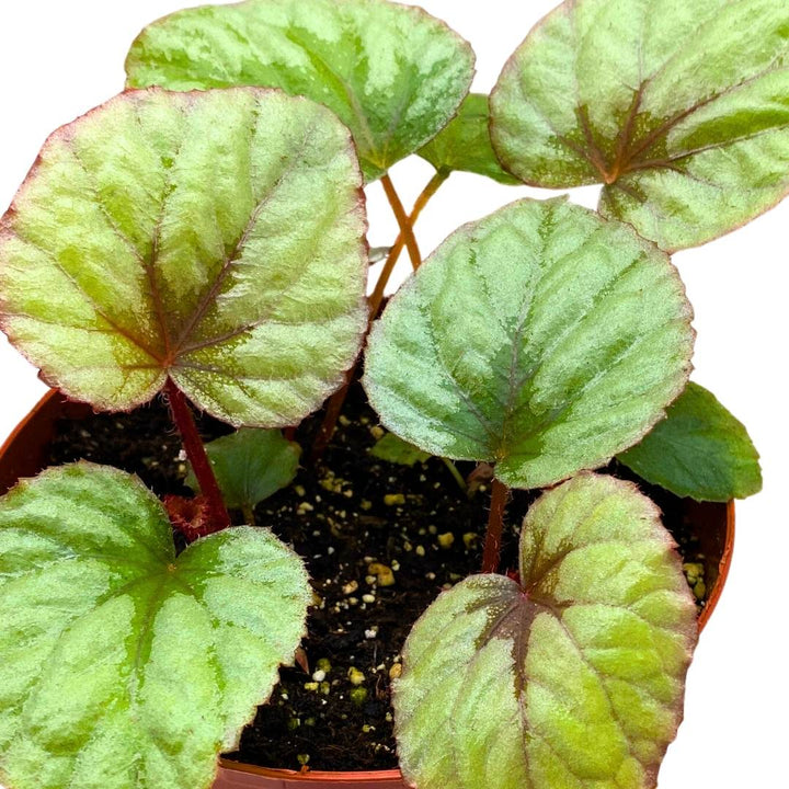 Begonia Oteka 6 inch Rhizomatous Large Leaf