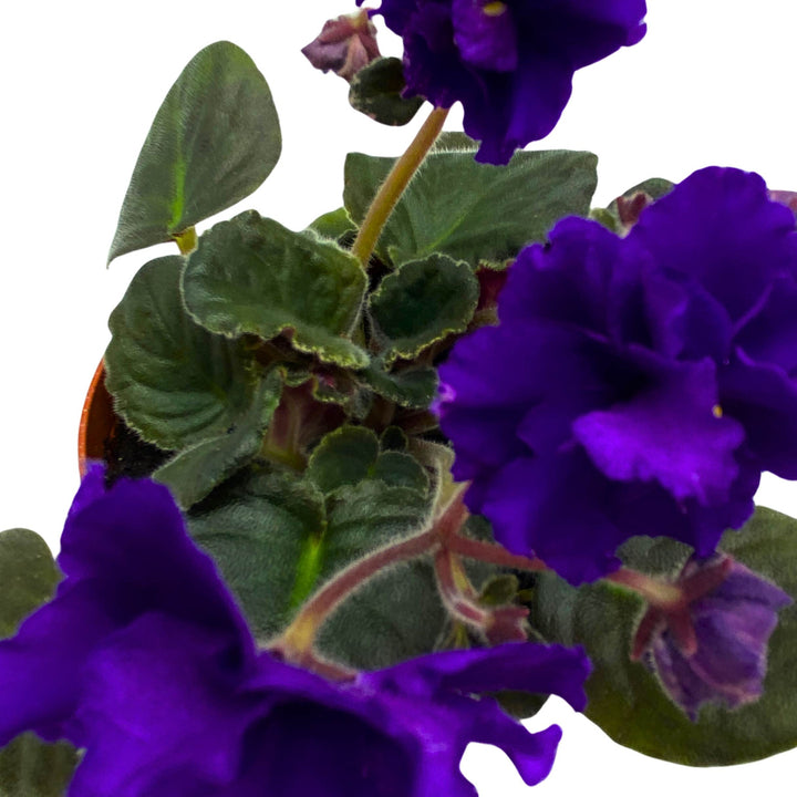 Festival on Ice African Violet Saintpaulia 4 inch