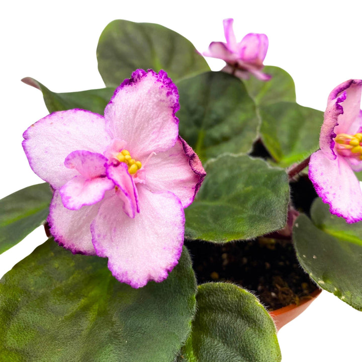 New Year's Eve African Violet Saintpaulia 4 inch