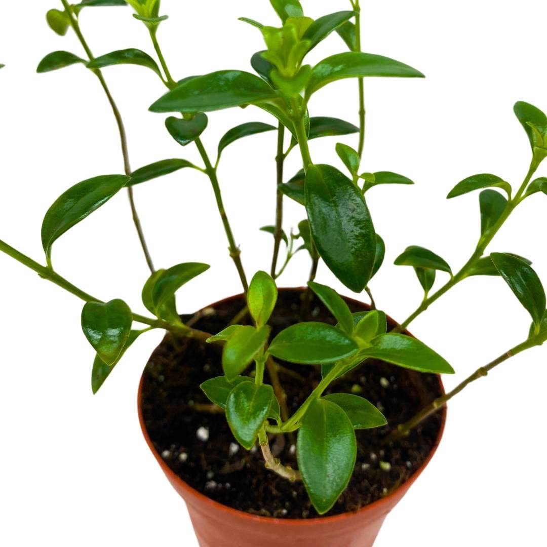 Columnea Nematanthus California Gold Cheerios in a 4 inch Pot