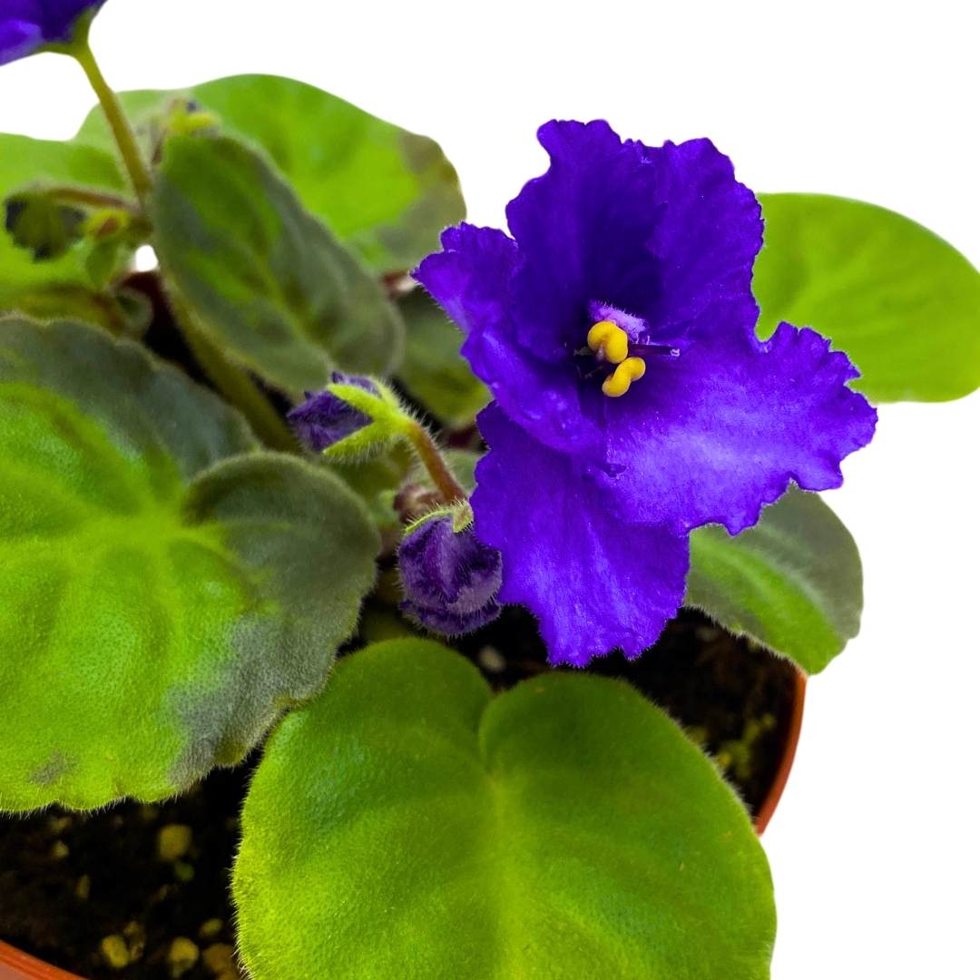 African Violet Island Hideaway 4 inch Gesneriad