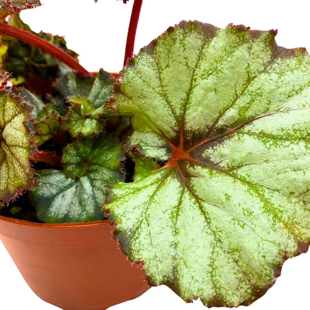 Begonia Rex Harmony's Star Light 6 inch Gray Spiral