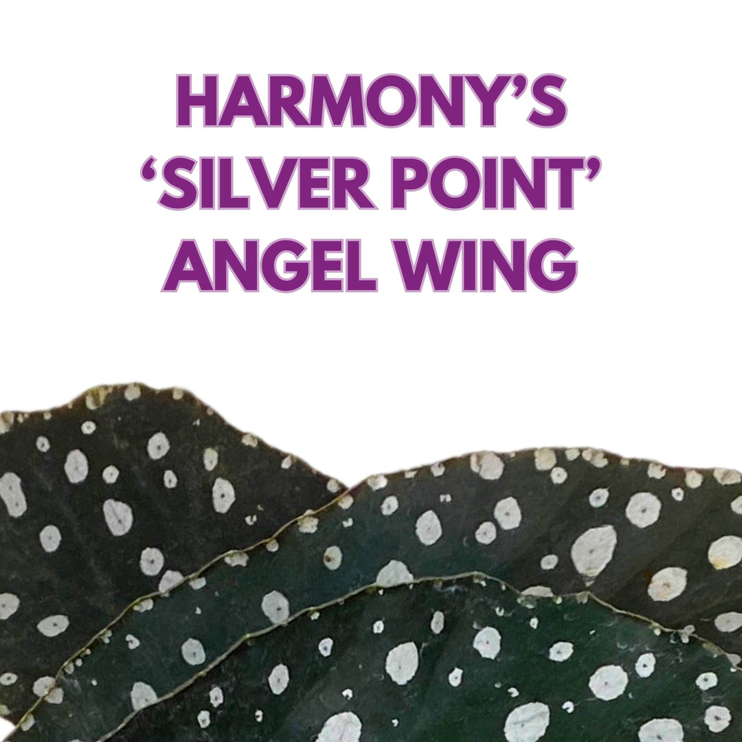 Harmony's Silver Point Angel Wing Cane Begonia 4 inch