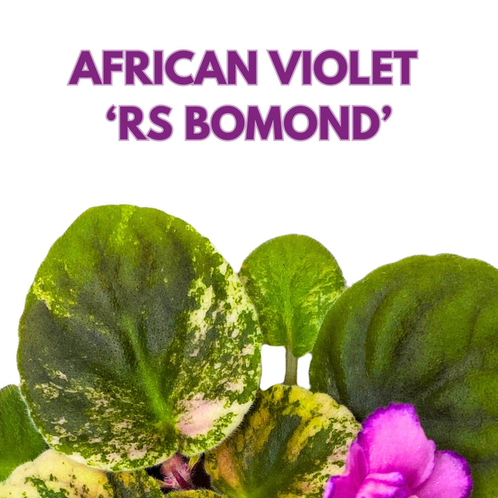 RS Bomond Variegated African Violet Saintpaulia 4 inch