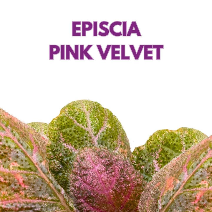 Episcia Pink Velvet Flame Violet 2 inch