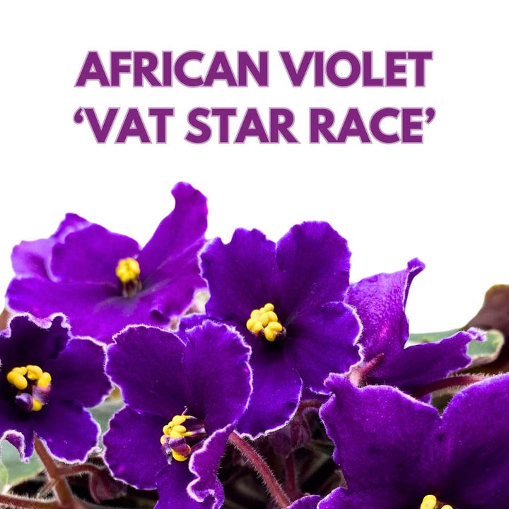 African Violet VaT Star Race 4 inch