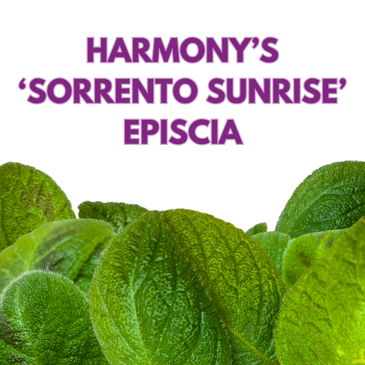 Harmony's Sorrento Sunrise Episcia 4 inch Green Flame Violet