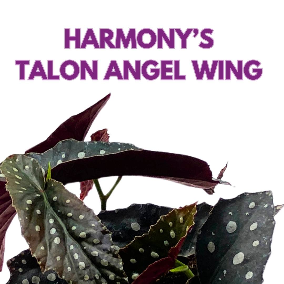 Harmony's Talon Angel Wing Cane Begonia 6 inch Narrow Leaves Silver Tips