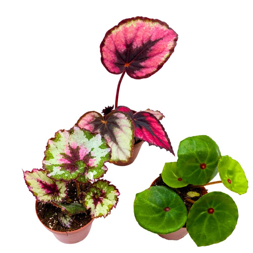 Harmony's Begonia Rex Assortment, 2 inch 3 Different Colorful Rex Begonias