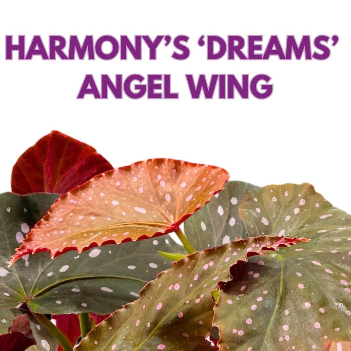 Angel Wing Cane Begonia Harmony's Dreams 6 inch