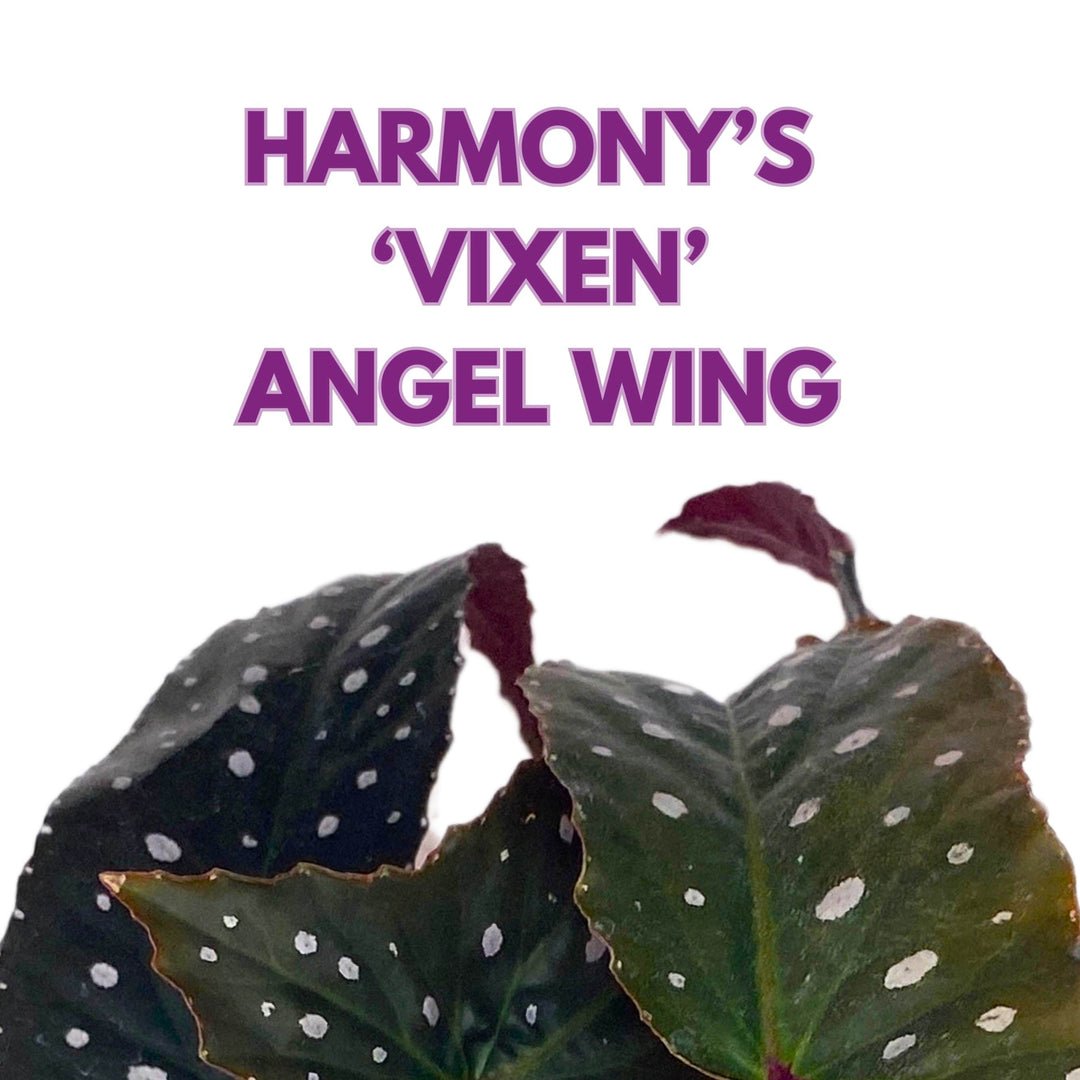 Harmony's Vixen Angel Wing Begonia 4 inch