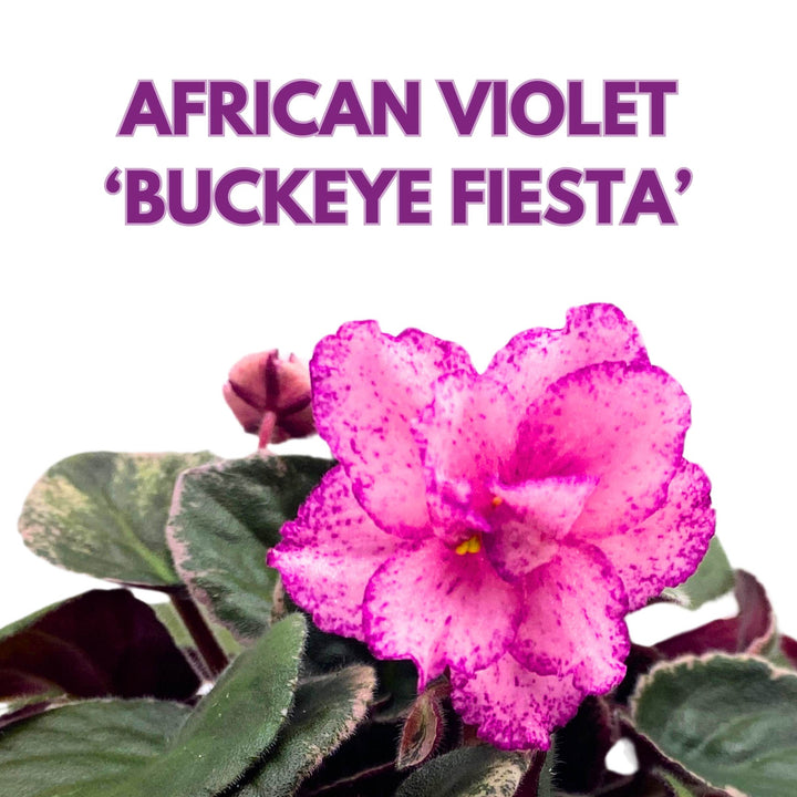 Buckeye Fiesta Variegated African Viole Saintpaulia 4 inch