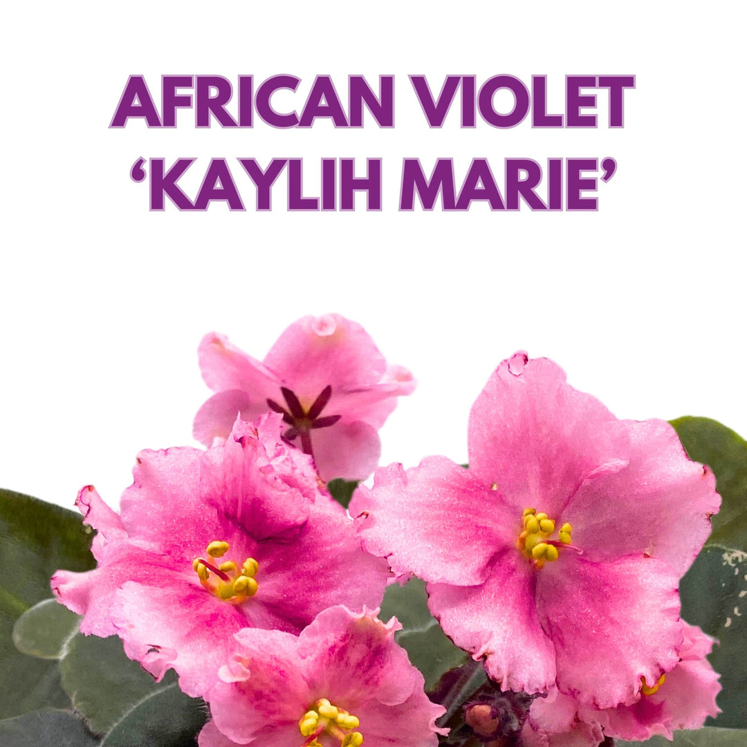 Kaylih Marie African Violet 4 inch