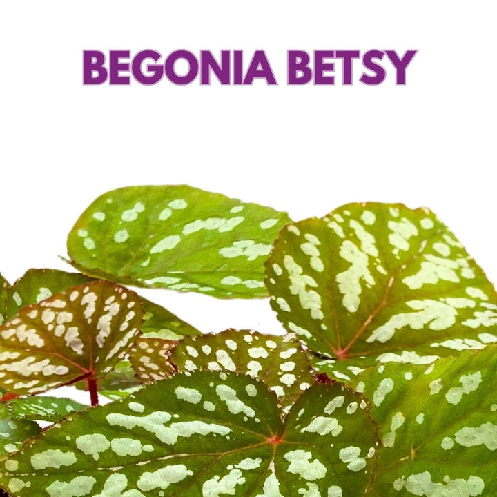 Begonia Rex Betsy, 6 inch Irridescent