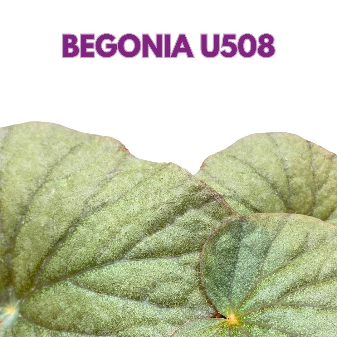 Begonia U508, 6 inch Gray Large Leaf Rhizo Rhizomatous