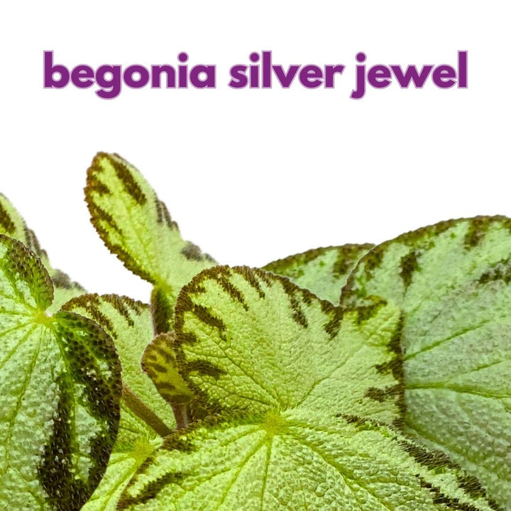 Begonia Silver Jewel Rhizomatous 4 inch