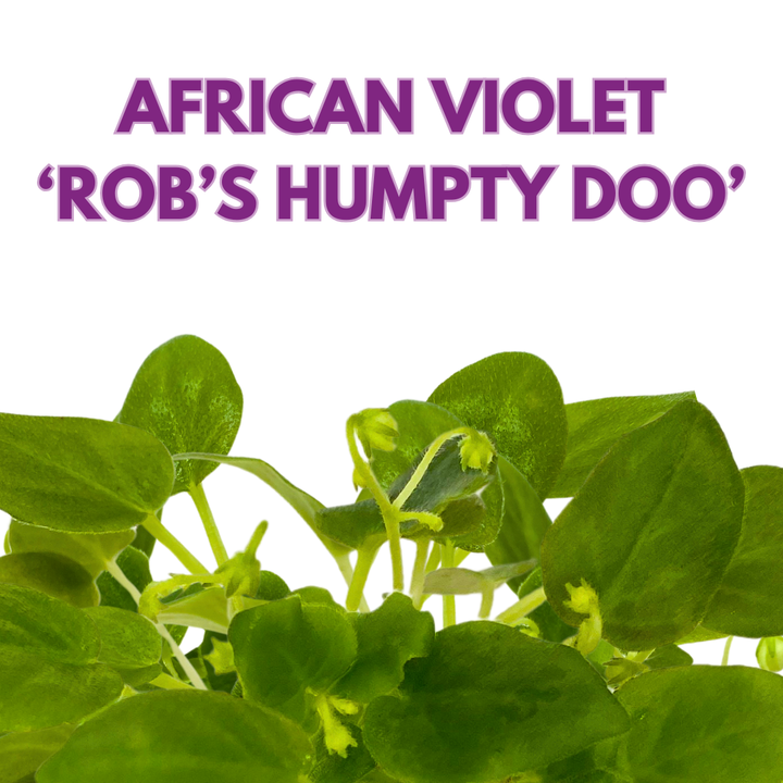 Mini African Violet Rob's Humpty Doo 2 inch White Flower