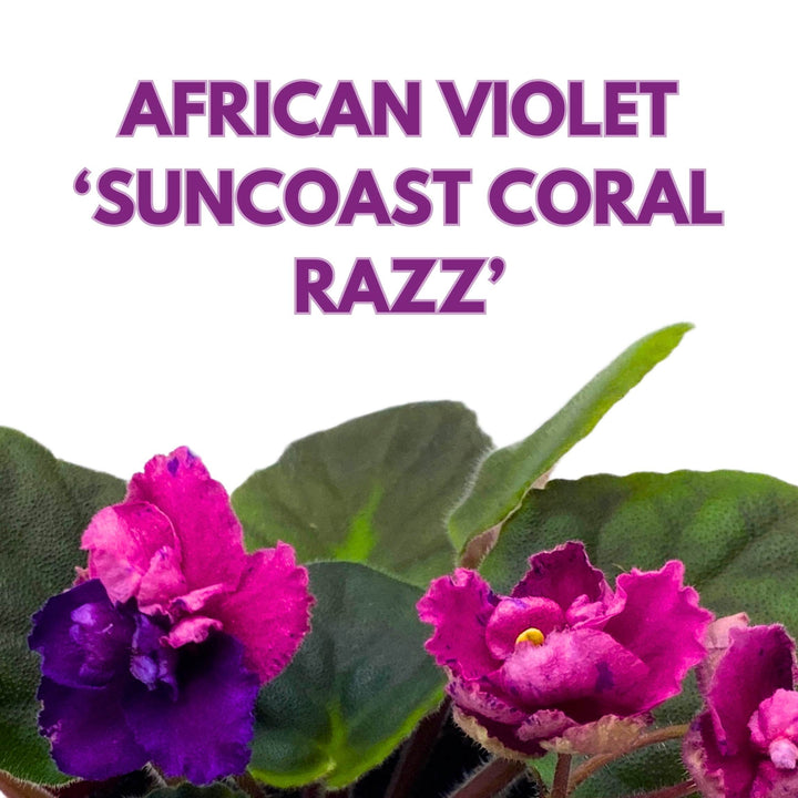 Suncoast Coral Razz African Violet Saintpaulia 4 inch