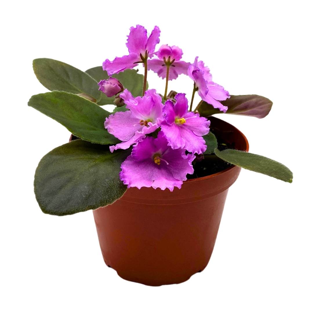 African Violet Heaven's-A-Calling, 4 inch White Flower Saintpaulia Gesneriads