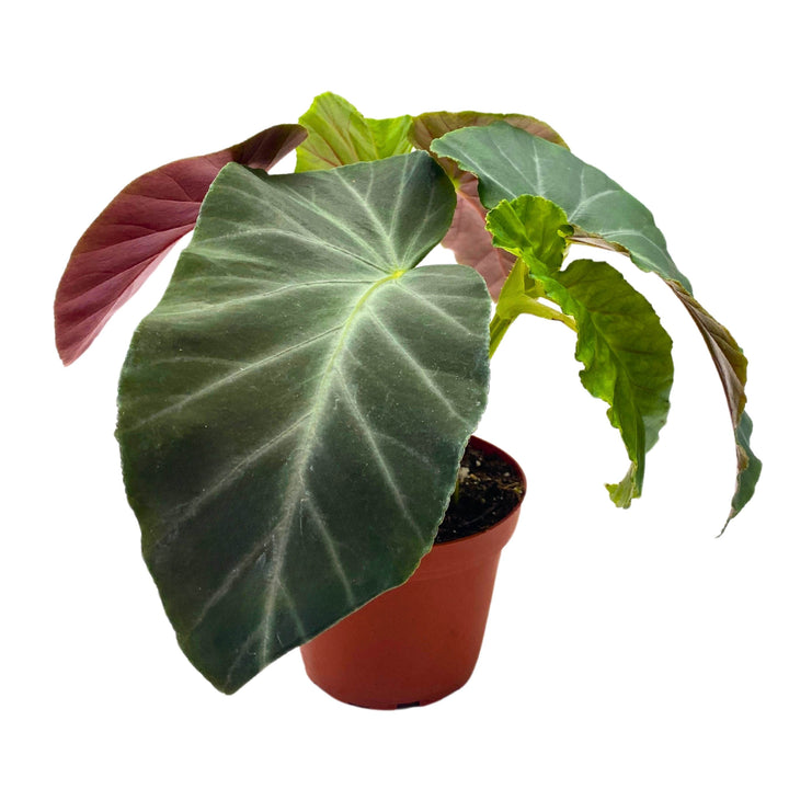 Angularis Angel Wing Cane Begonia 4 inch