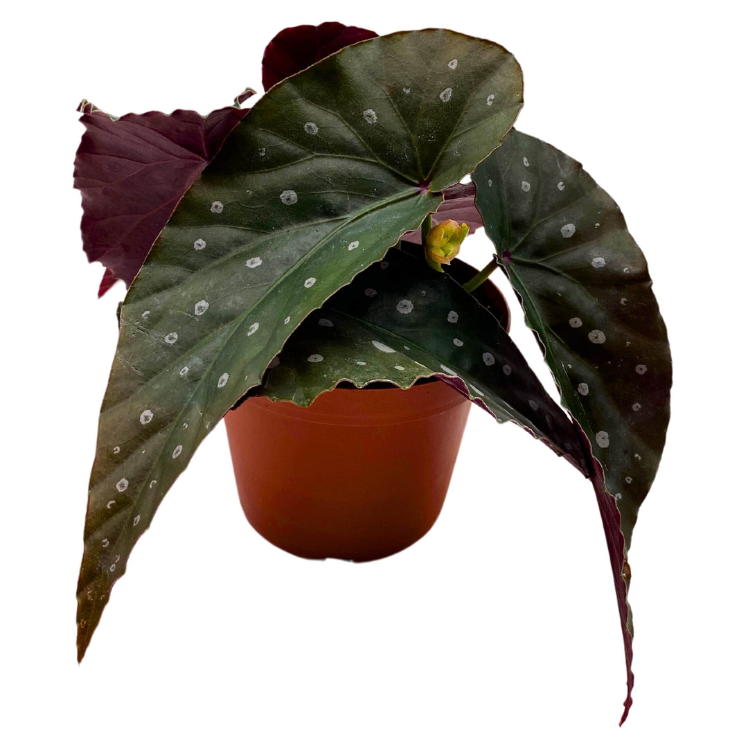 Harmony's Dark Side of the Moon Angel Wing Cane Begonia 4 inch