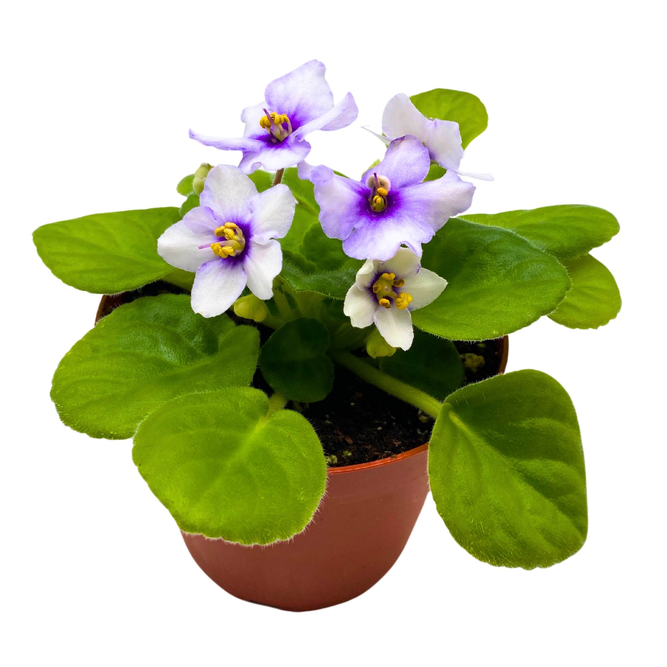 Smokey Echoes African Violet Saintpaulia 4 inch – Harmony Foliage