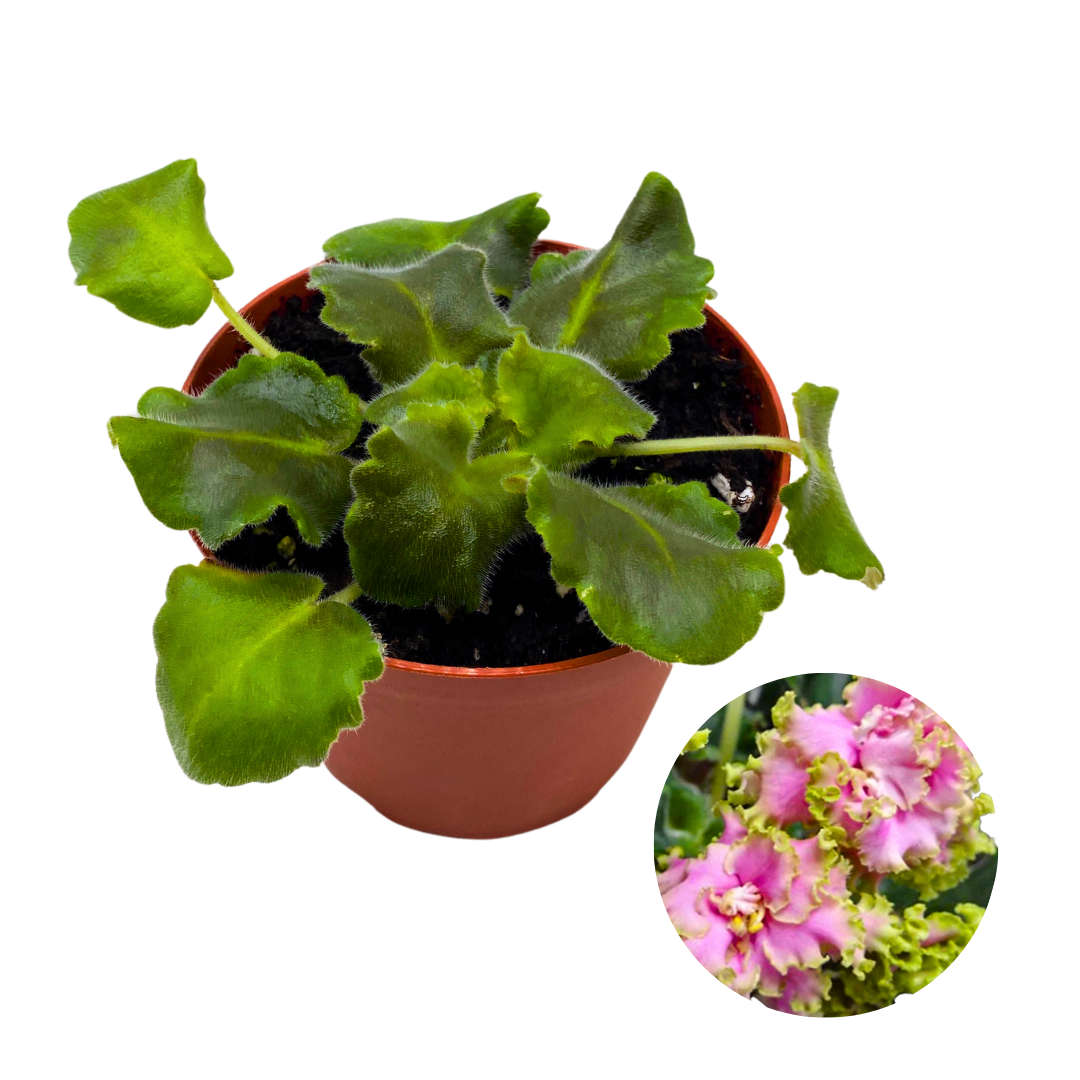 African Violet Harmony's Miss Piggy 4 inch Pink Ruffle