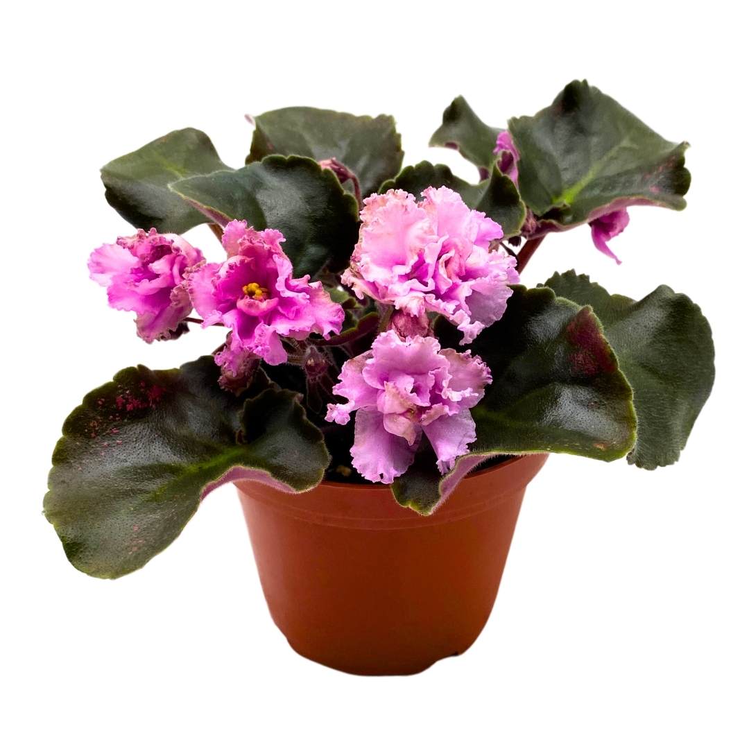 African Violet AB Autumn Forest 4 inch