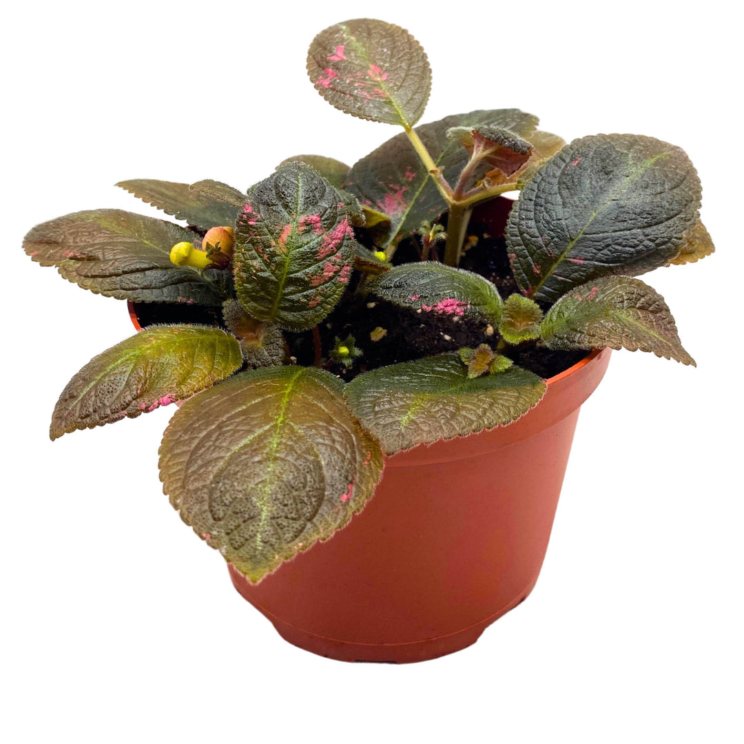 Episcia Spring's Symphony Flame Violet 6 inch